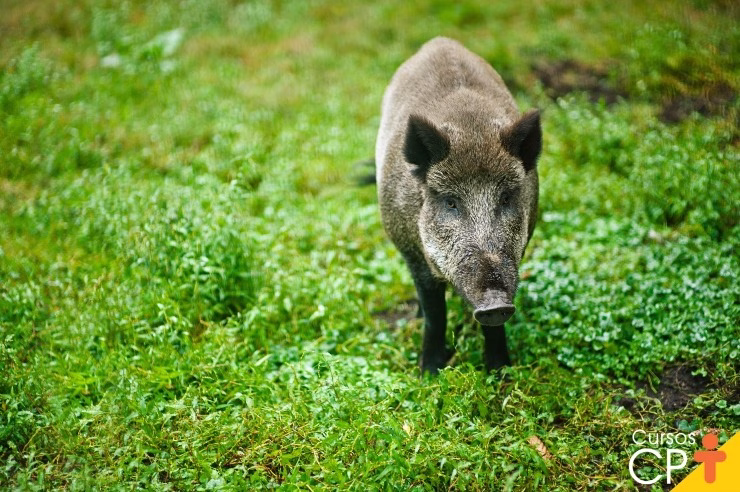 Sem controle, proliferação de javalis ameaça agropecuária brasileira