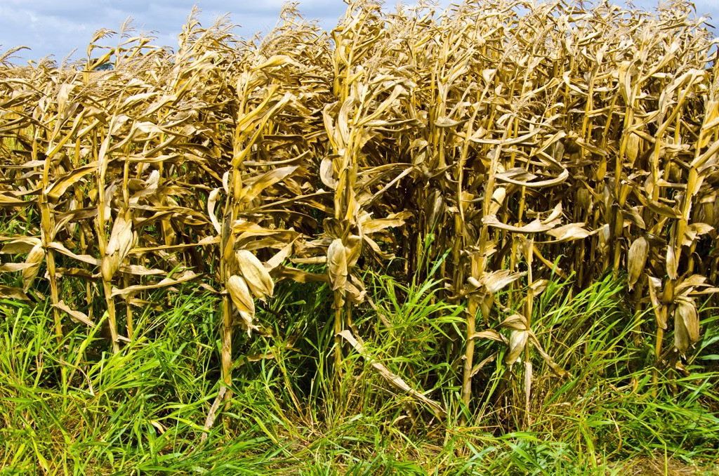 Milho com braquiária pode aumentar soja em até 10%