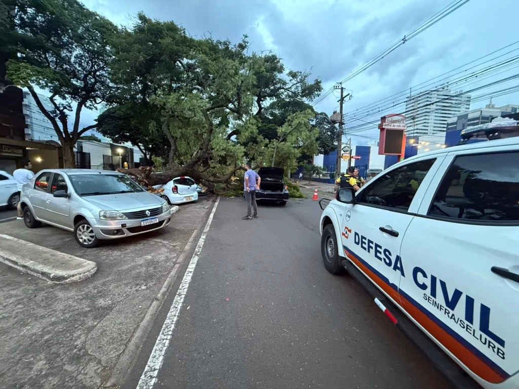 Árvore de grande porte atinge 4 carros durante forte ventania em Maringá
