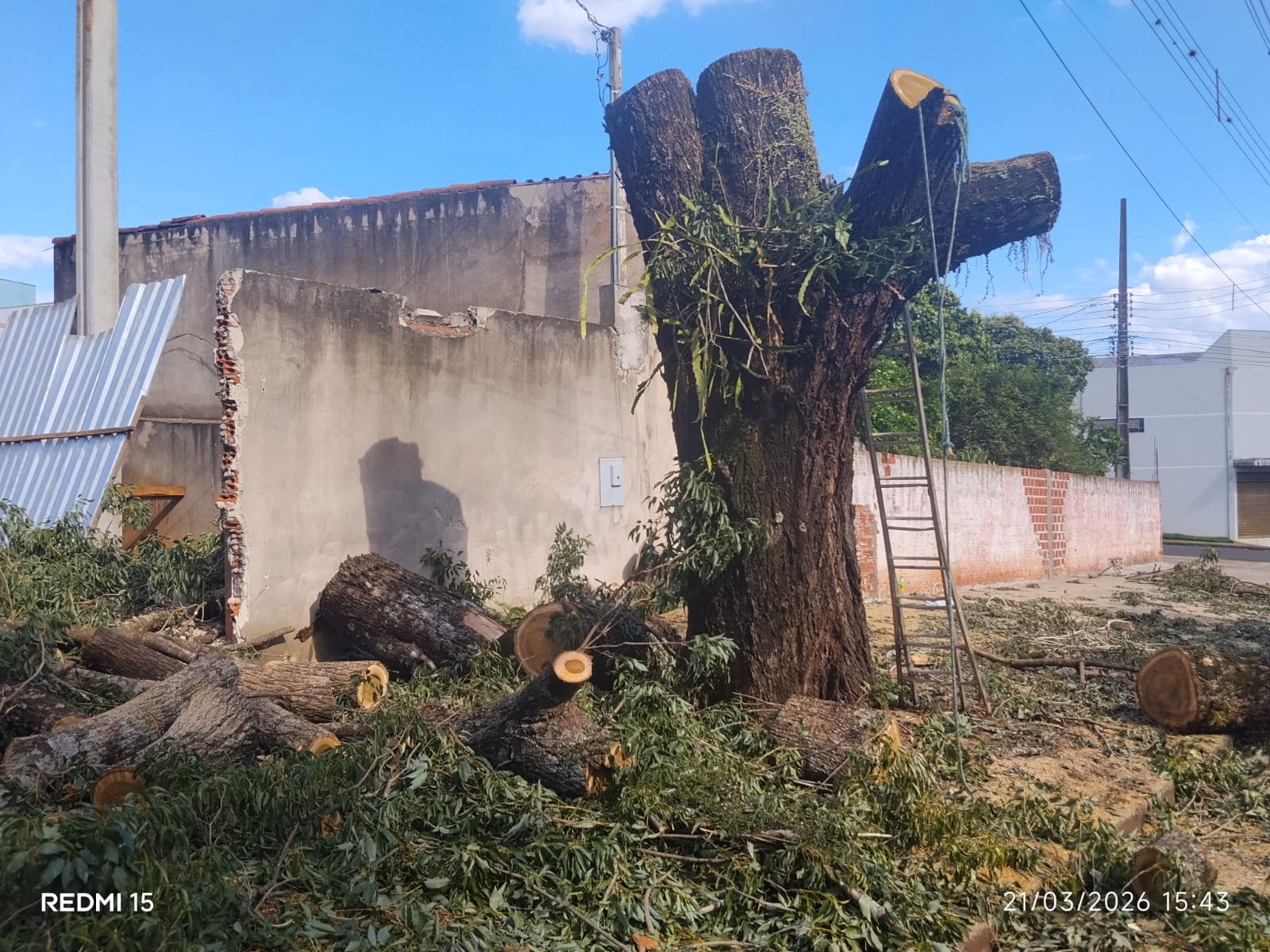 Quatro homens são levados à delegacia por poda irregular de árvore em Maringá