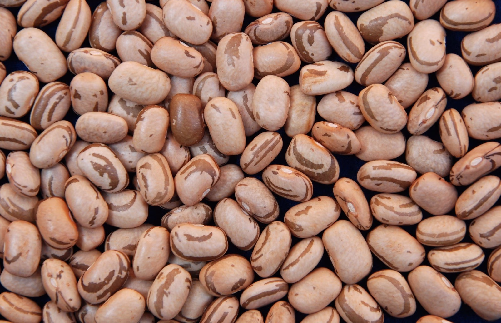 Saca de feijão carioca custa, em média, R$ 292,76