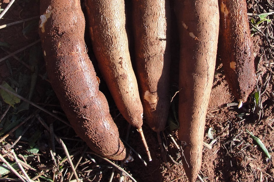 Cotação média da mandioca atinge R$ 533,77 por tonelada