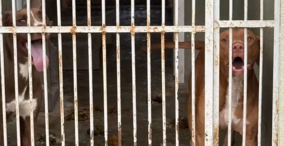 Após morte de animal em Centro de Zoonoses, condições do local é questionada