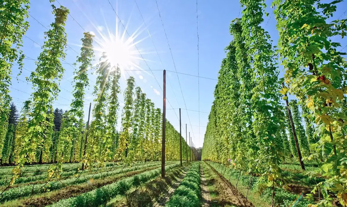 Insumos biológicos avançam e transformam produção agrícola no Brasil
