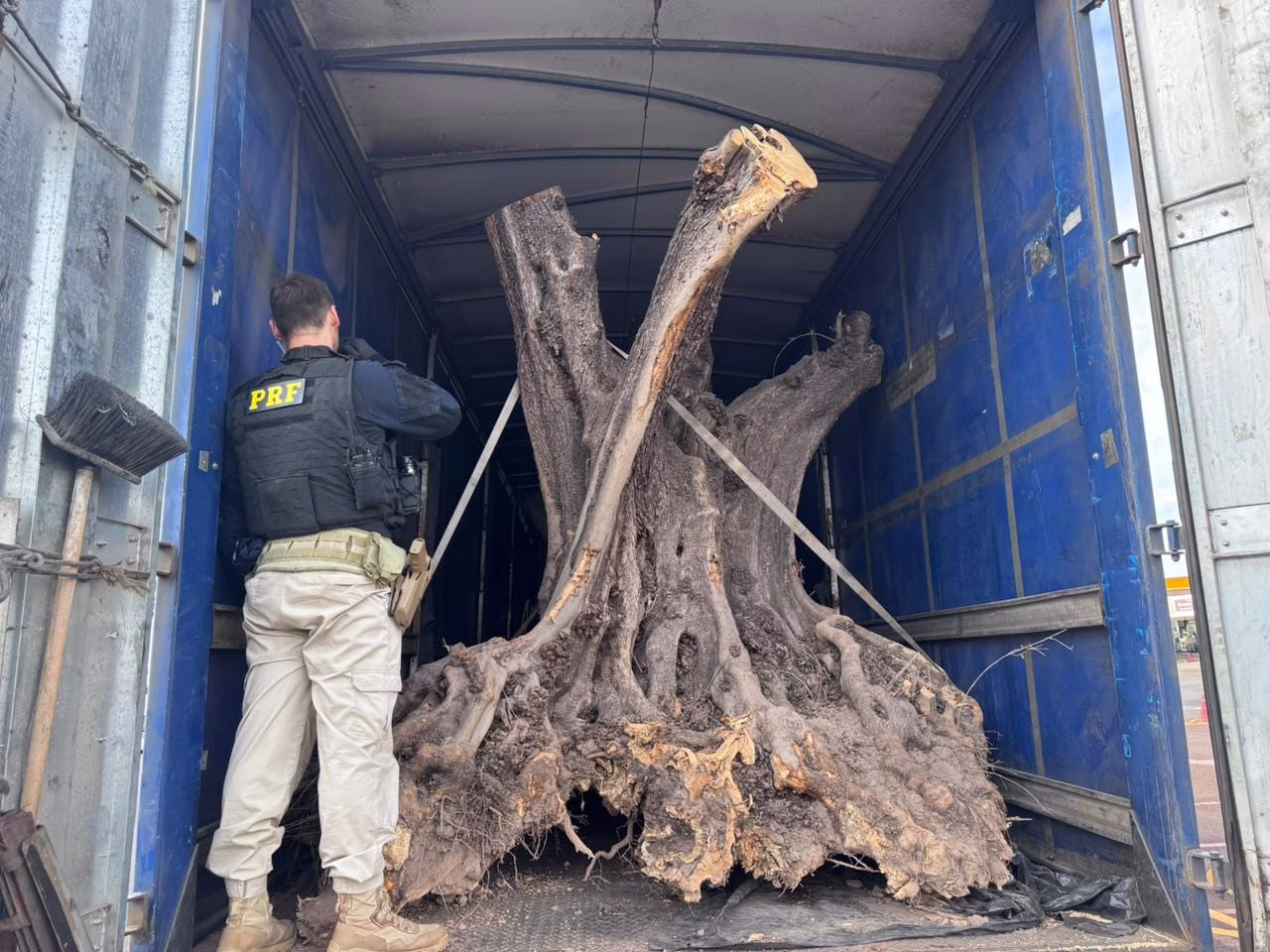 Motorista é preso na BR-376 em Maringá  transportando oliveiras centenárias contrabandeadas