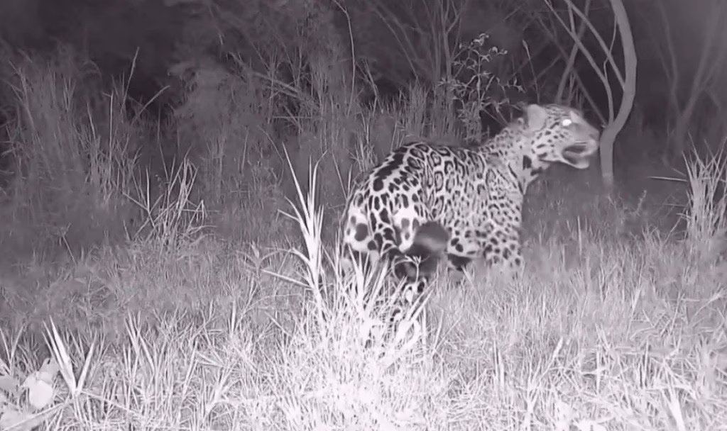 Vídeo: Veja o que se sabe sobre a onça-pintada que está circulando na região de Maringá e intriga moradores após ataques na zona rural