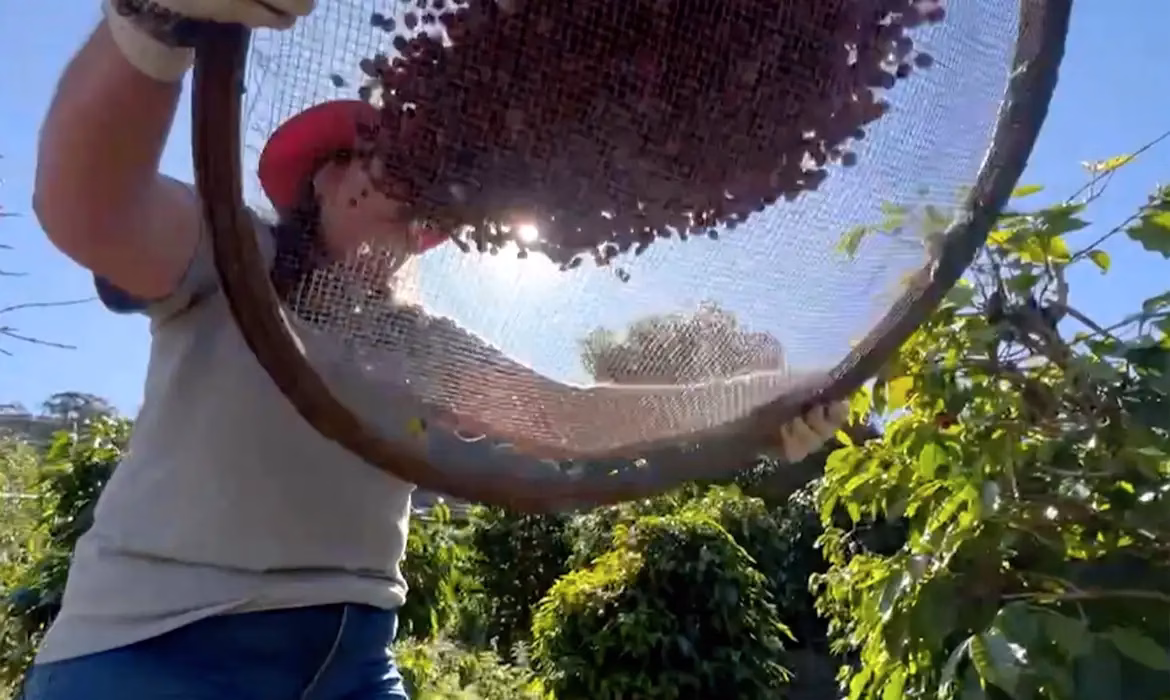 Clima extremo ameaça café e exige adaptação no campo