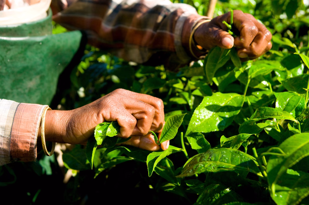 Cooperativa Agrária celebra 75 anos de história no Paraná