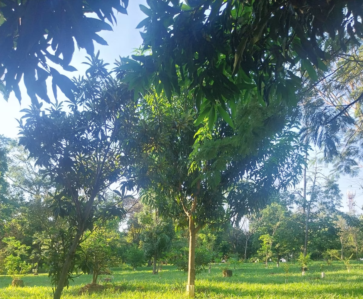 Confira a previsão do tempo para este sábado (2) em Maringá