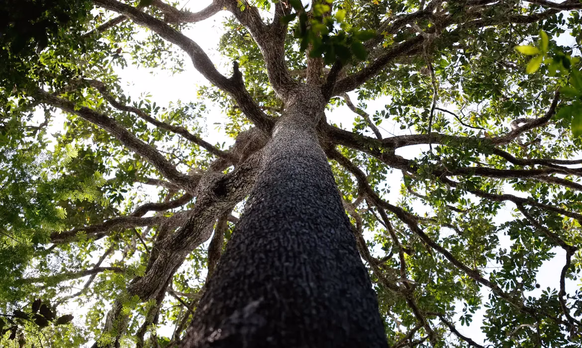 Áreas protegidas resistem ao avanço da crise climática