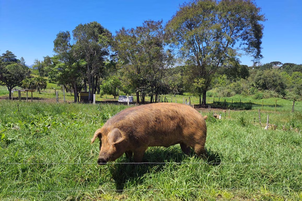 Porco Moura ganha destaque como patrimônio do Paraná