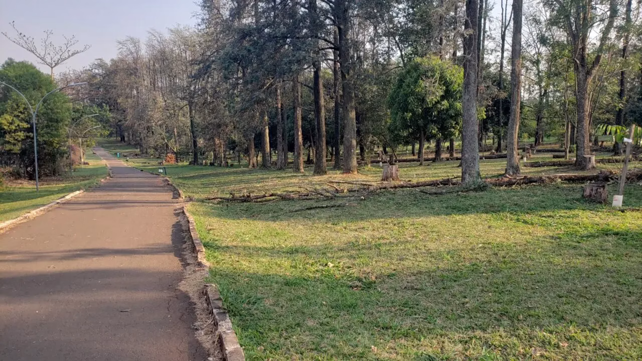 Palco do Bosque das Grevíleas receberá eventos culturais