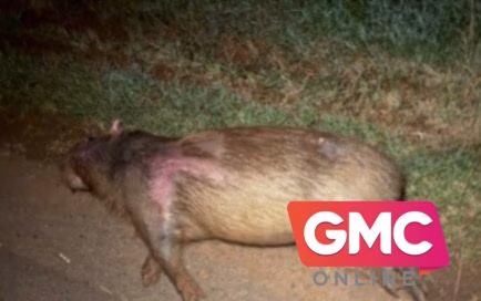 Motociclista fica ferido após atropelar capivara em rodovia na região
