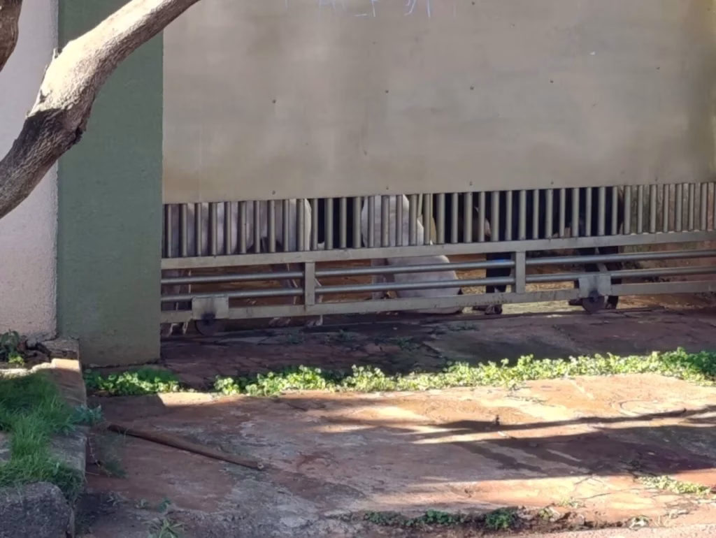 Tutora é atacada por cão pitbull em Sarandi