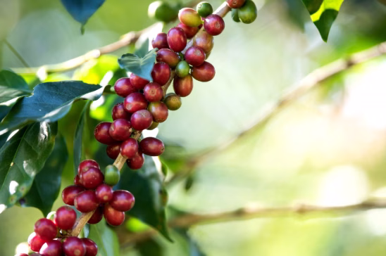 Cotação do café em Maringá tem queda e está cotada a R$ 1.550,00 por saca