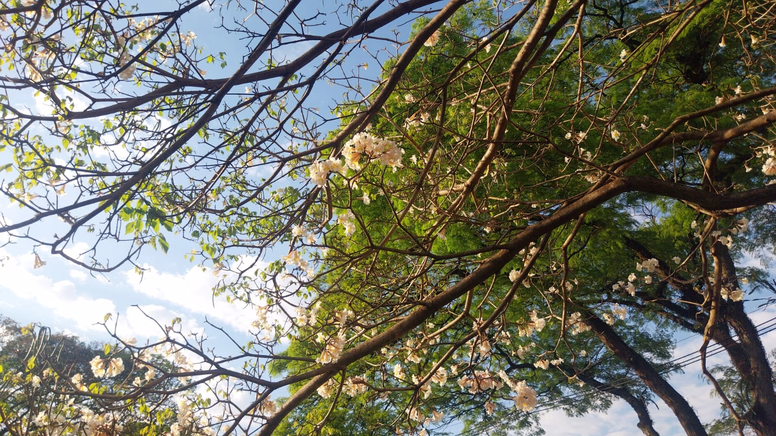 Confira a previsão do tempo para este domingo (30) em Maringá
