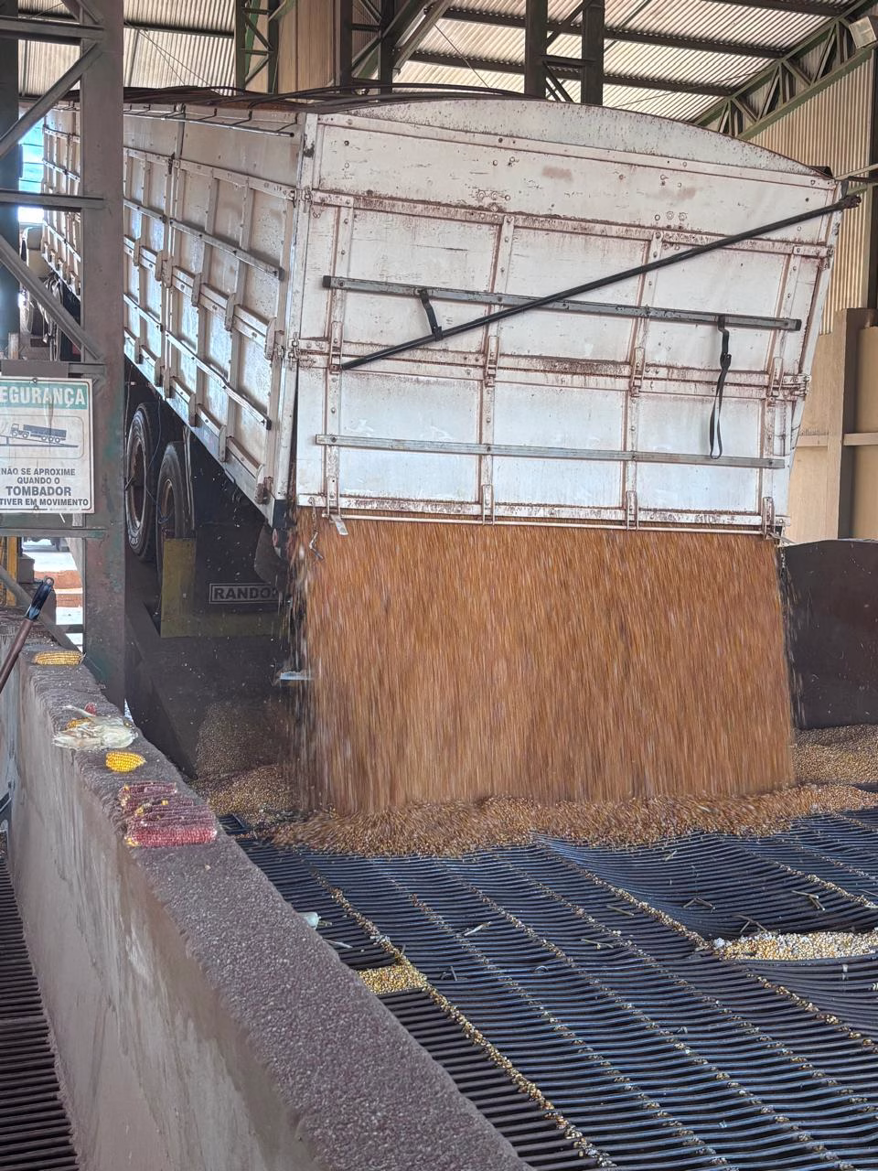Milho de inverno tem boa produtividade em Floresta