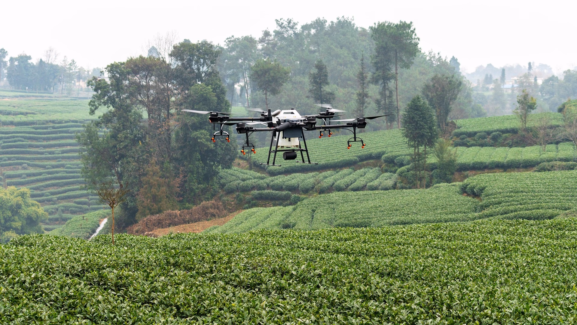 Como drones estão sendo usados para detectar ameças ocultas nas plantações