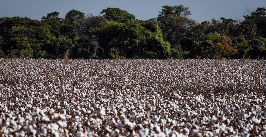 Mato Grosso pode alcançar recorde de produtividade no algodão