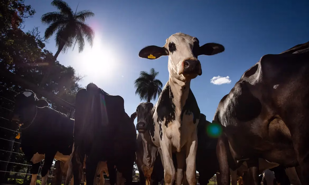 Investimentos em génetica de bovinos afeta a qualidade do gado