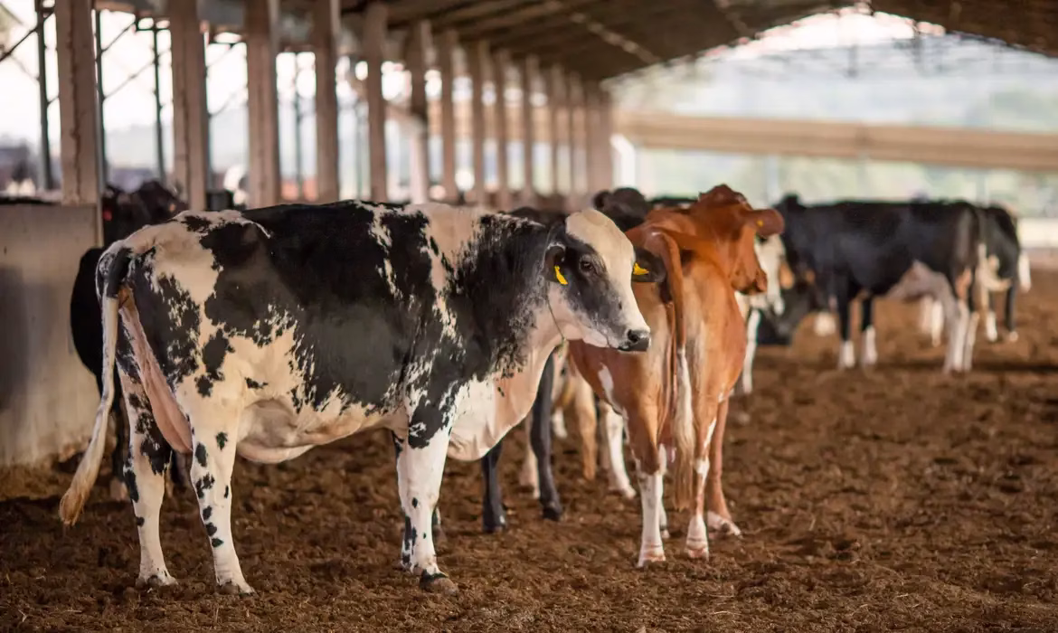 Arroba da vaca em pé custa R$ 320,34 na média estadual