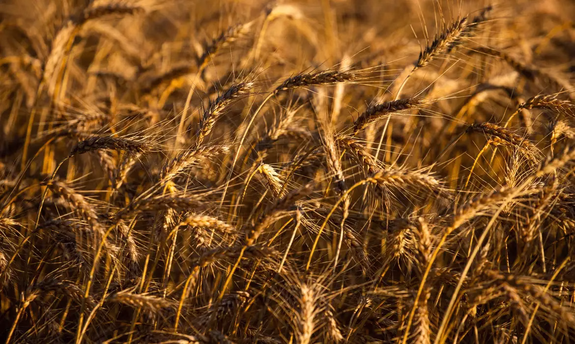 Problemas enfrentados pela produção de trigo no país aumentam a necessidade de importação do cereal