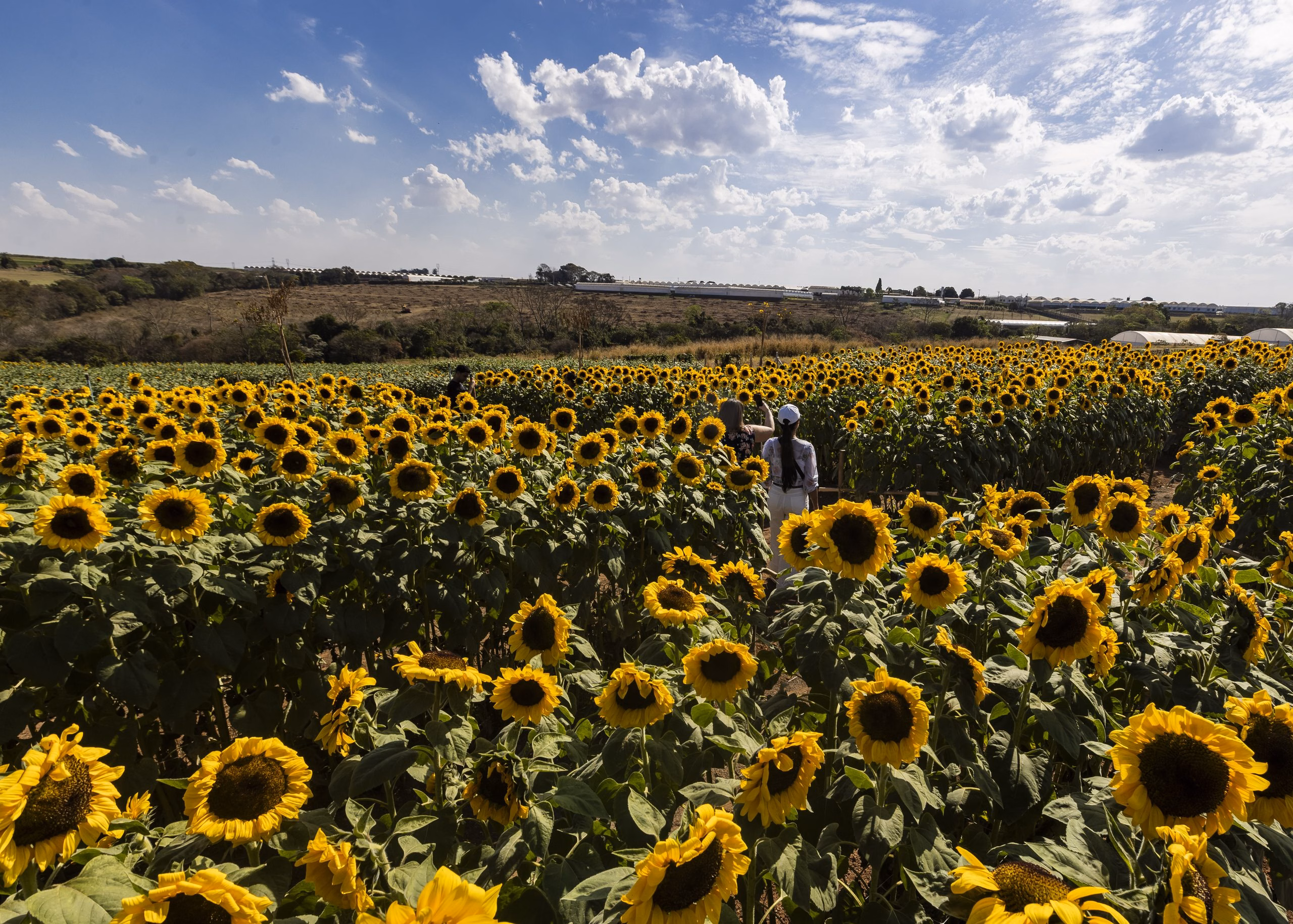 Principal polo de floricultura nacional, Holambra projeta crescimento para 2026