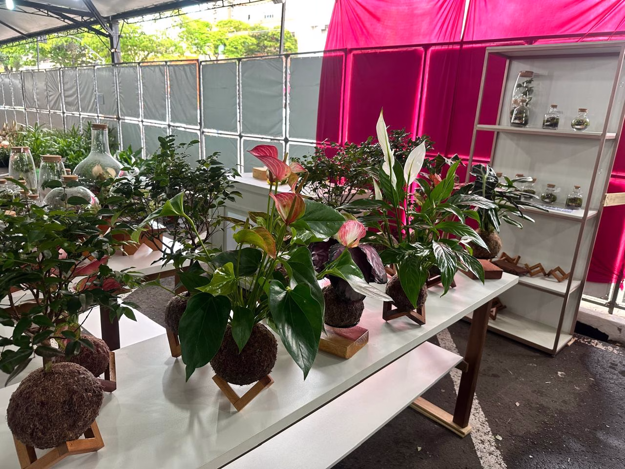 Expoflor leva cores e aromas para a Praça Raposo Tavares
