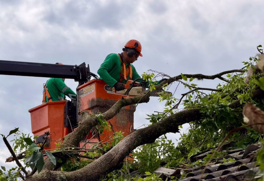 Temporal derruba mais de 40 árvores e mobiliza equipes da Defesa Civil