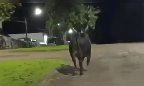 Touro de rodeio escapa durante preparativos e mata mulher na região