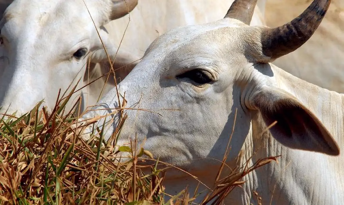 Arroba da vaca em pé sobe e é cotada a R$ 320,34 na média estadual