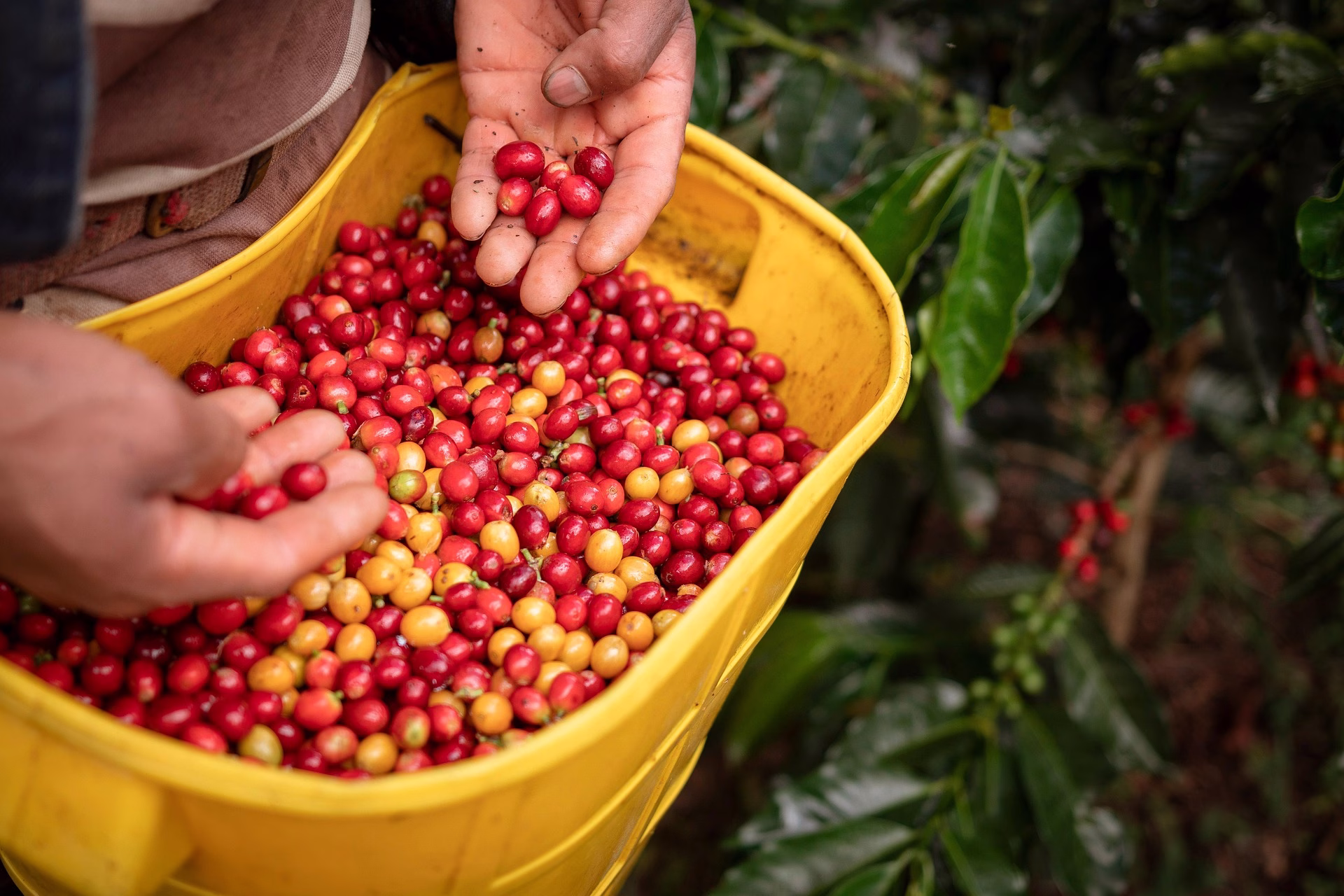 Paraná se fortalece como polo de produção de cafés especiais