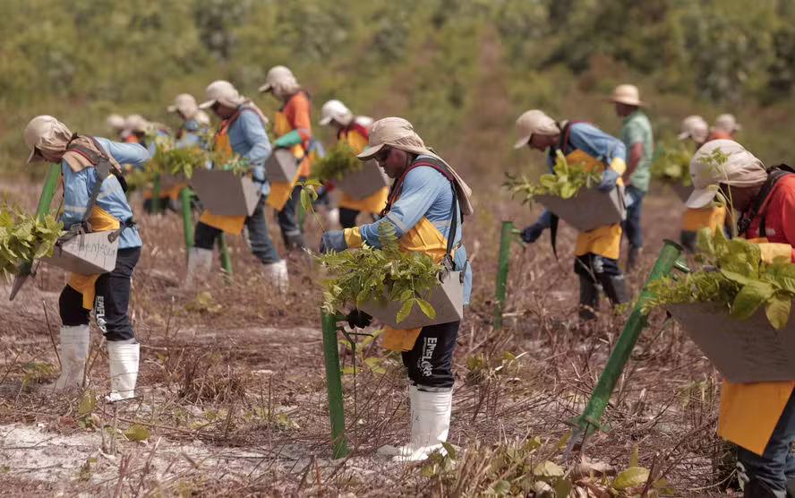 Startup brasileira amplia projeto de reflorestamento na Amazônia para capturar carbono