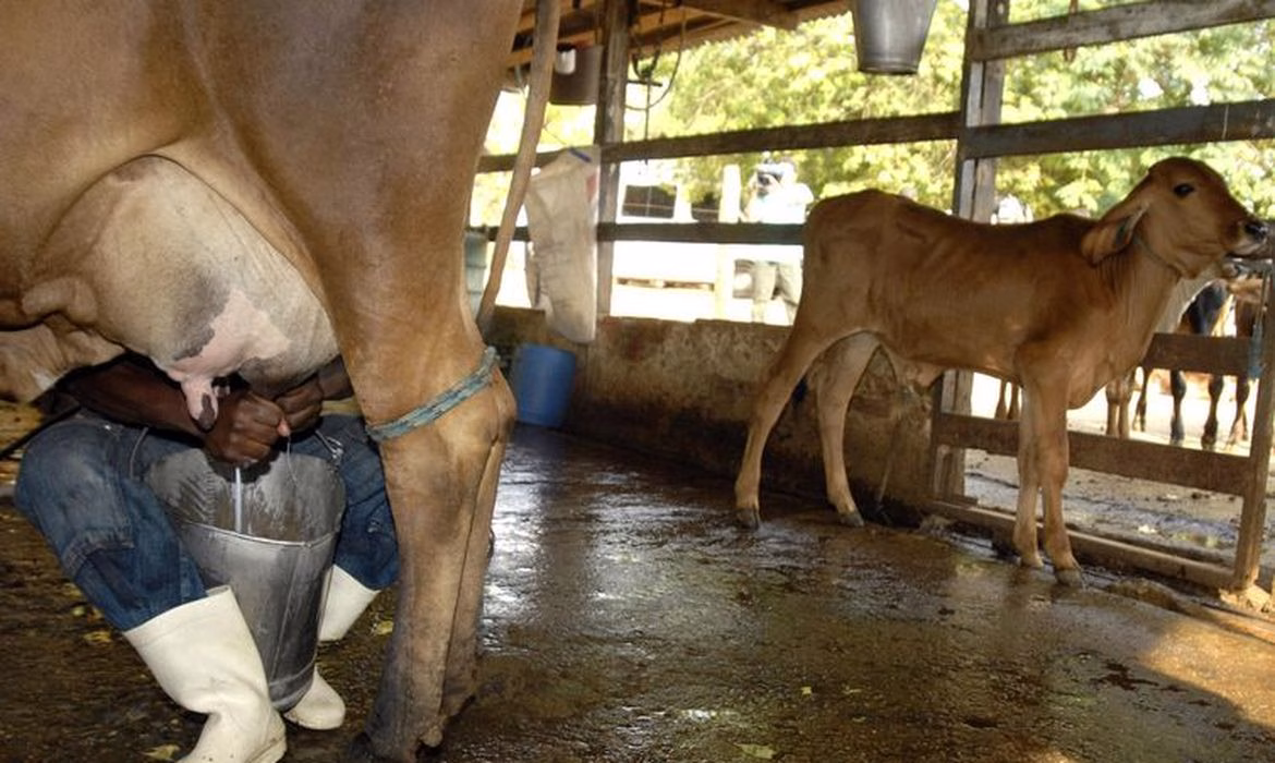 No Rio Grande do Sul pequenos produtores estão deixando a atividade leiteira
