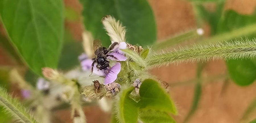 Integração de produtores do soja e criadores de abelhas é cada vez mais comum no campo