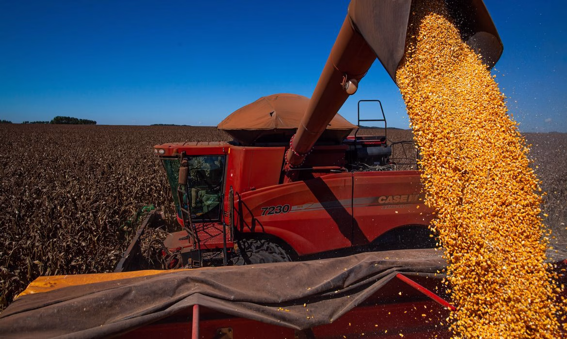 Cresce exportação de sorgo brasileiro mas as vendas externas dependem praticamente da China