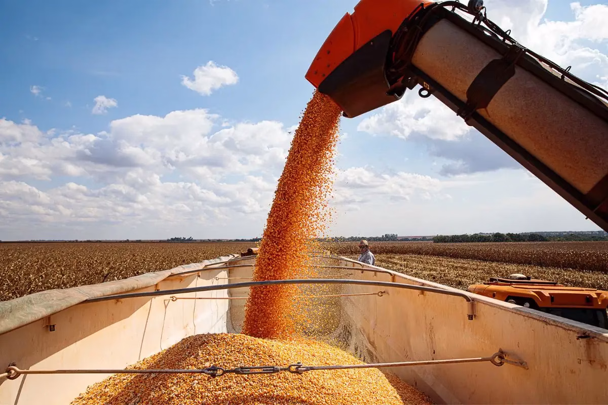 Sapezal lidera ranking de valor da produção agrícola no Brasil