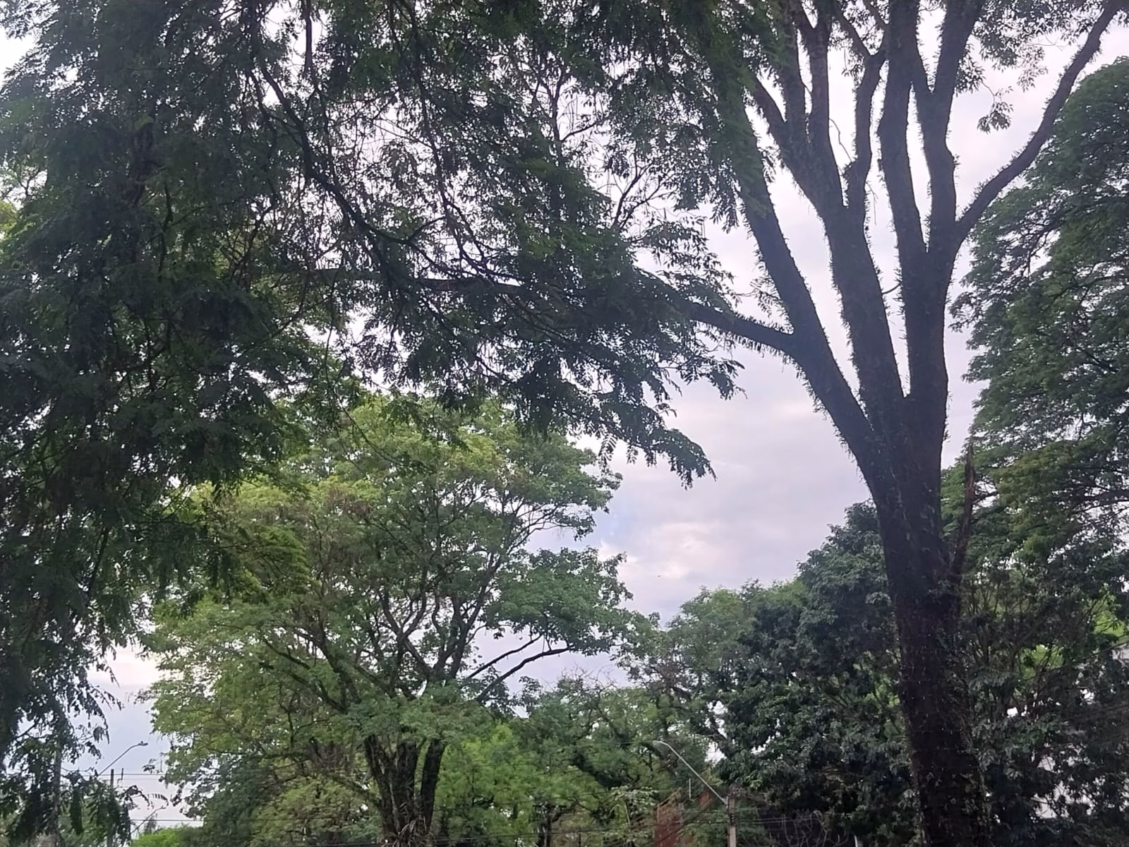 Confira a previsão do tempo para esta segunda-feira (12)