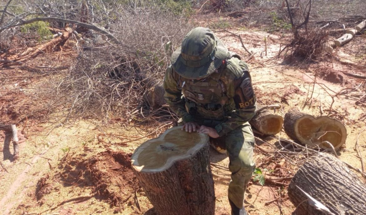 Desmatamento em área de proteção ambiental gera multa de R$ 518 mil
