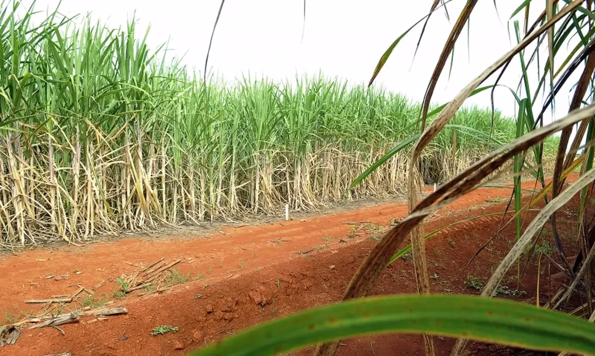 Produção brasileira de cana-de-açúcar é estimada em 705 milhões