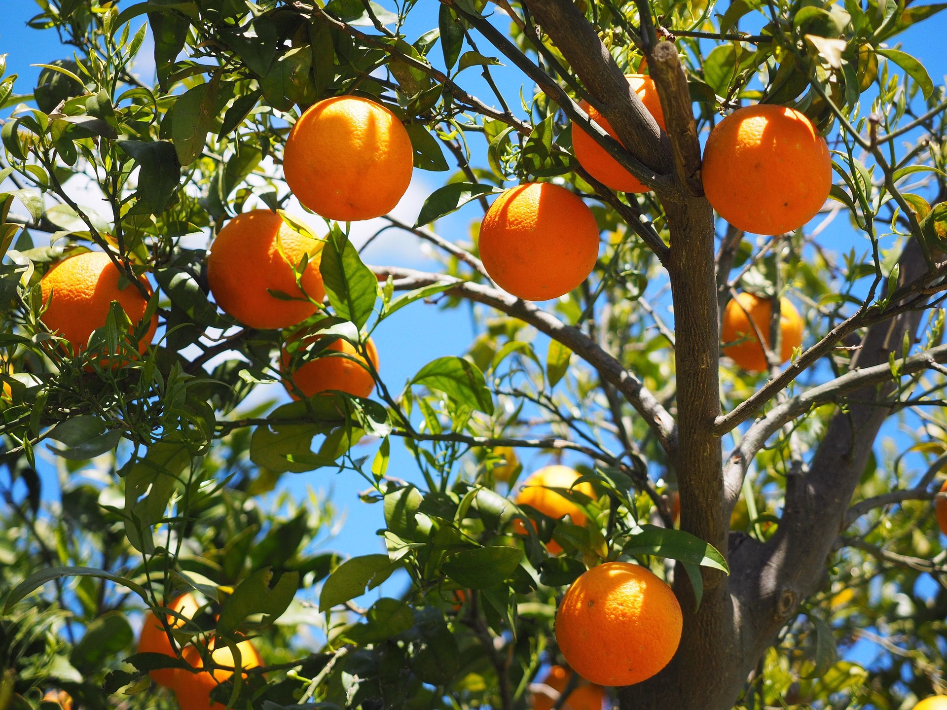Brasil aumenta exportação de suco de laranja mas com valor menor