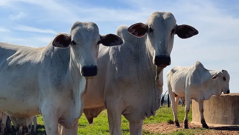 Arroba do boi em pé é cotada a R$ 370,00 em Maringá