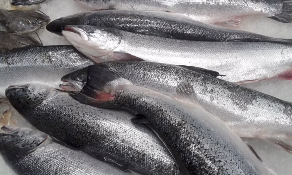 Feira internacional do Pescado em São Paulo é a maior plataforma do setor na América Latina