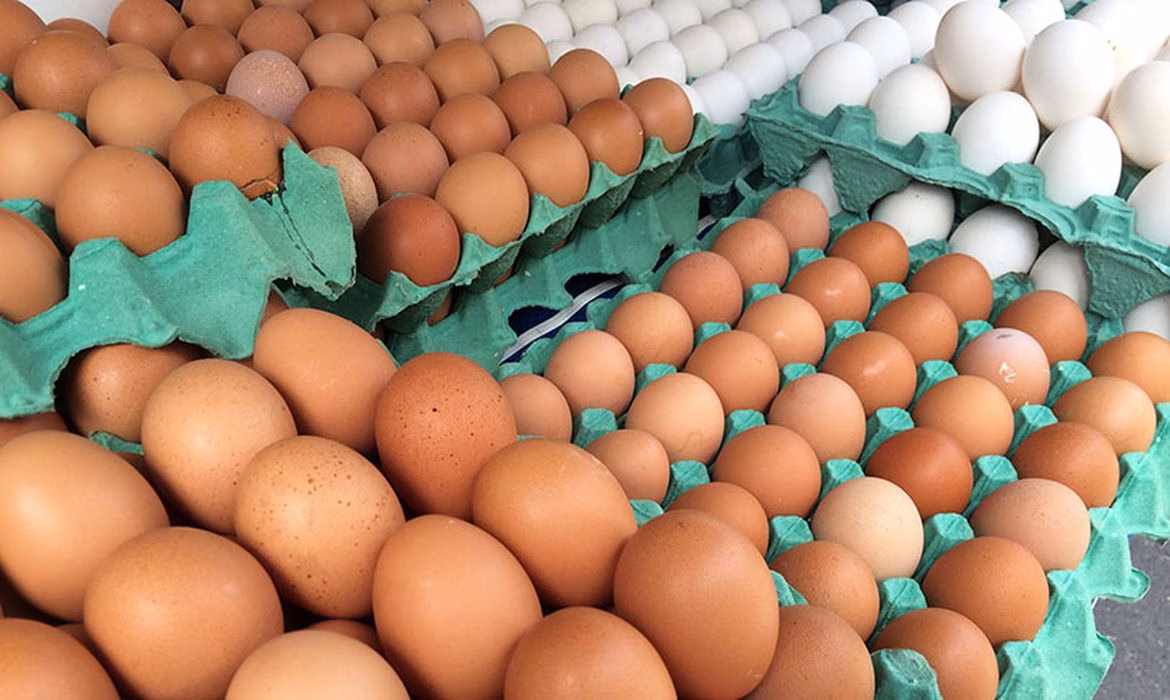 Campanha global leva informação à população sobre a importância do consumo de ovos